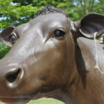 emily the cow 1 150x150